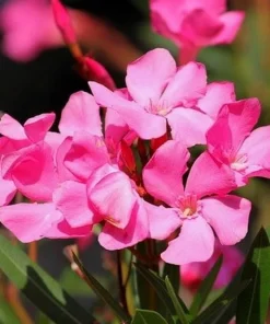 Pink Oleander Live Plant for Outdoor Garden - Nerium Oleander 4-6 Inch Tall - Image 3