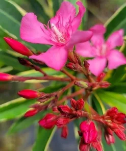 Pink Oleander Live Plant for Outdoor Garden - Nerium Oleander 4-6 Inch Tall - Image 4