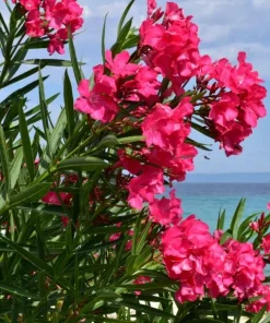 Pink Oleander Live Plant for Outdoor Garden - Nerium Oleander 4-6 Inch Tall - Image 5