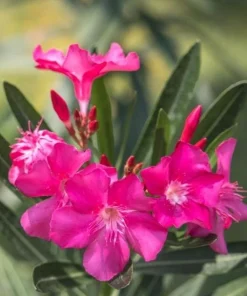 Pink Oleander Live Plant for Outdoor Garden - Nerium Oleander 4-6 Inch Tall - Image 6