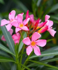 Pink Oleander Live Plant for Outdoor Garden - Nerium Oleander 4-6 Inch Tall - Image 7