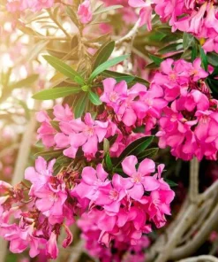 Pink Oleander Live Plant for Outdoor Garden - Nerium Oleander 4-6 Inch Tall - Image 8