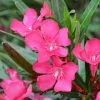 Pink Oleander Live Plant for Outdoor Garden - Nerium Oleander 4-6 Inch Tall - Image 1