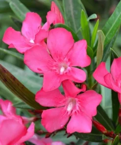 Pink Oleander Live Plant for Outdoor Garden - Nerium Oleander 4-6 Inch Tall - Image 1