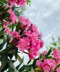 Pink Oleander Live Plants - Pack of 3, 6-8" Tall Evergreen Flowering Shrubs for Outdoor - Image 2