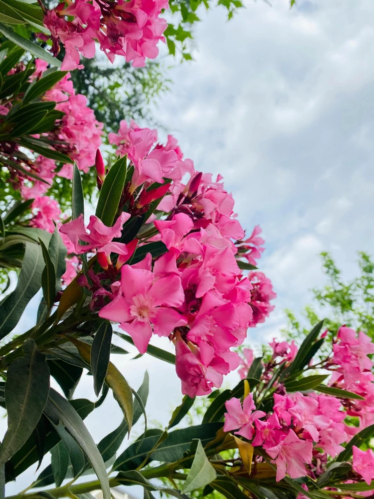 Pink Oleander Live Plants - Pack of 3, 6-8" Tall Evergreen Flowering Shrubs for Outdoor - Image 2