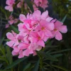 Pink Oleander Live Plants - Pack of 3, 6-8" Tall Evergreen Flowering Shrubs for Outdoor - Image 1