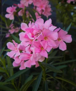Pink Oleander Live Plants - Pack of 3, 6-8" Tall Evergreen Flowering Shrubs for Outdoor - Image 1