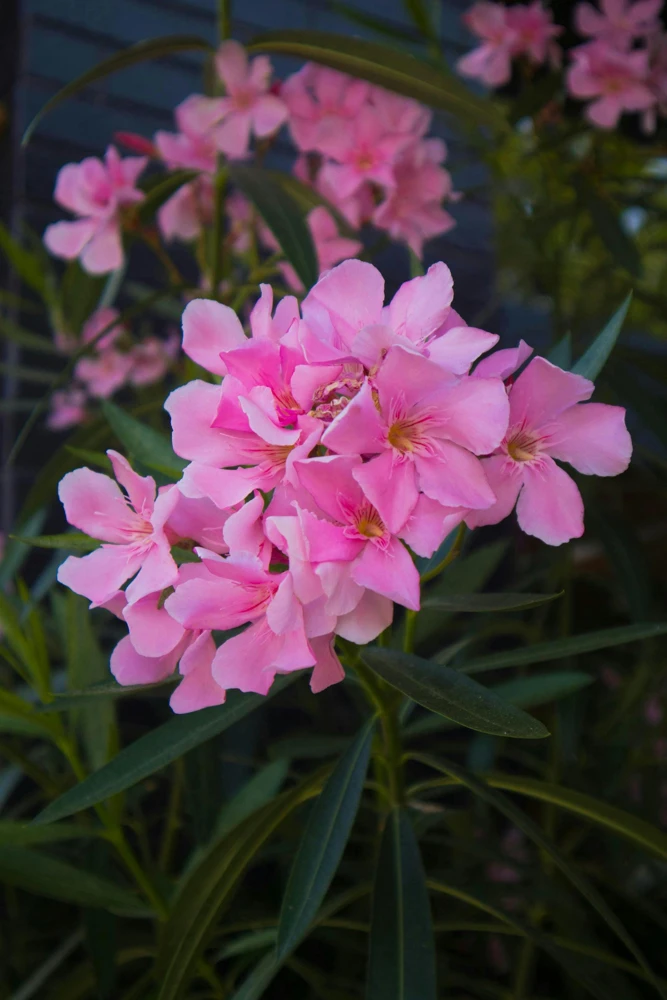 Pink Oleander Live Plants - Pack of 3, 6-8" Tall Evergreen Flowering Shrubs for Outdoor - Image 1