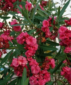 Pink Oleander Live Plants - Pack of 3, 6-8