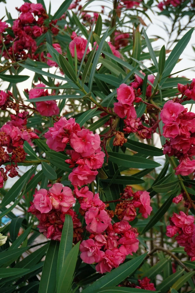 Pink Oleander Live Plants - Pack of 3, 6-8" Tall Evergreen Flowering Shrubs for Outdoor - Image 3