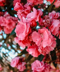 Pink Oleander Live Plants - Pack of 3, 6-8