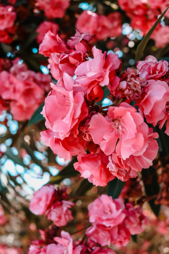 Pink Oleander Live Plants - Pack of 3, 6-8" Tall Evergreen Flowering Shrubs for Outdoor - Image 4