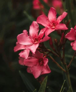 Pink Oleander Live Plants - Pack of 3, 6-8
