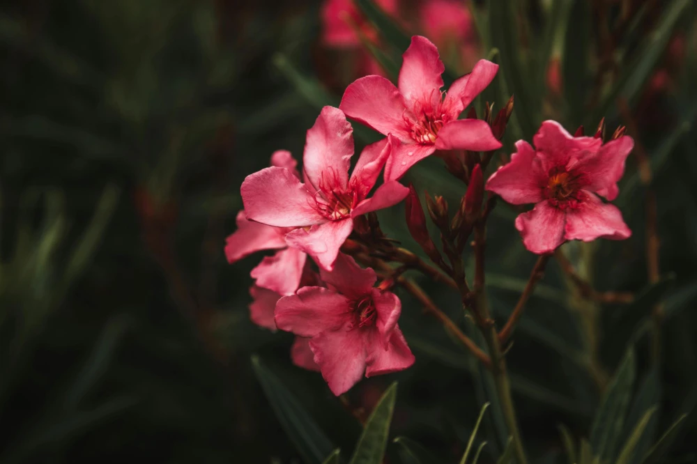 Pink Oleander Live Plants - Pack of 3, 6-8" Tall Evergreen Flowering Shrubs for Outdoor - Image 5