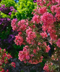Pink Oleander Live Plants - Pack of 3, 6-8
