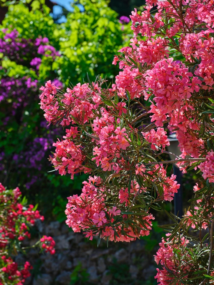 Pink Oleander Live Plants - Pack of 3, 6-8" Tall Evergreen Flowering Shrubs for Outdoor - Image 6