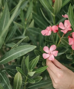 Pink Oleander Live Plants - Pack of 3, 6-8