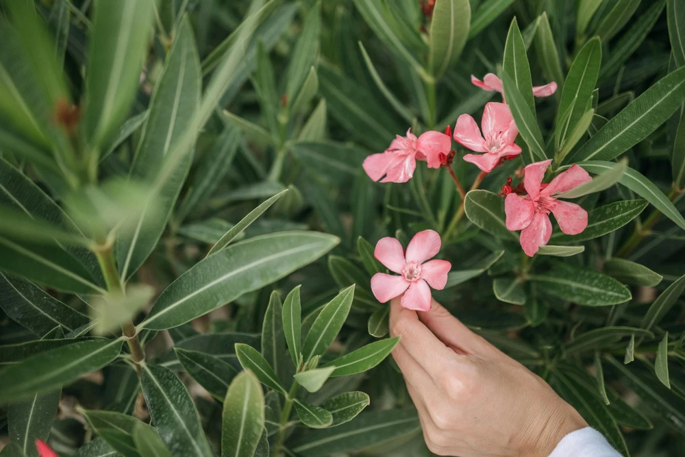 Pink Oleander Live Plants - Pack of 3, 6-8" Tall Evergreen Flowering Shrubs for Outdoor - Image 7