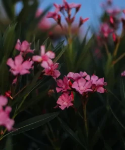 Pink Oleander Live Plants - Pack of 3, 6-8