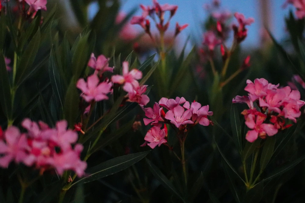 Pink Oleander Live Plants - Pack of 3, 6-8" Tall Evergreen Flowering Shrubs for Outdoor - Image 8