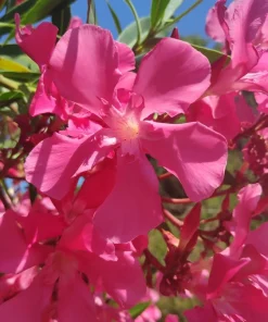 Pink Oleander Live Plants - Pack of 3, 6-8