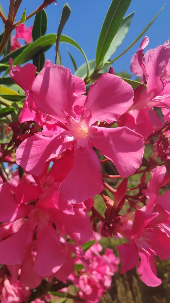 Pink Oleander Live Plants - Pack of 3, 6-8" Tall Evergreen Flowering Shrubs for Outdoor - Image 9