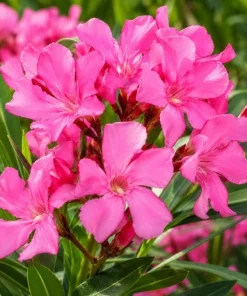 Pink Oleander Plant Live 4-6 Inch Tall, Ornamental Shrub for Garden Beds, Patios and Landscape Borders - Image 2