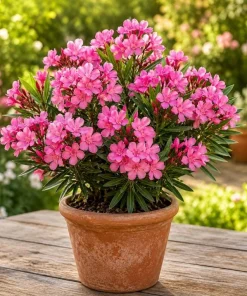 Pink Oleander Plant Live 4-6 Inch Tall, Ornamental Shrub for Garden Beds, Patios and Landscape Borders - Image 4