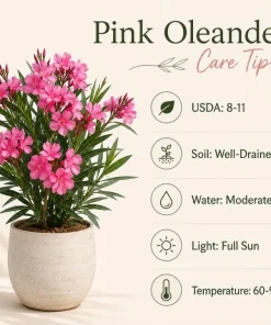Pink Oleander Plant Live 4-6 Inch Tall, Ornamental Shrub for Garden Beds, Patios and Landscape Borders - Image 5