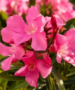 Pink Oleander Plant Live 4-6 Inch Tall, Ornamental Shrub for Garden Beds, Patios and Landscape Borders - Image 6