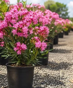 Pink Oleander Plant Live 4-6 Inch Tall, Ornamental Shrub for Garden Beds, Patios and Landscape Borders - Image 7