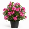 Pink Oleander Plant Live 4-6 Inch Tall, Ornamental Shrub for Garden Beds, Patios and Landscape Borders - Image 1