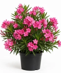 Pink Oleander Plant Live 4-6 Inch Tall, Ornamental Shrub for Garden Beds, Patios and Landscape Borders - Image 1
