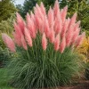 Pink Pampas Grass Live Plant 4-6 Inch Tall – Ornamental Outdoor Grass - Image 1