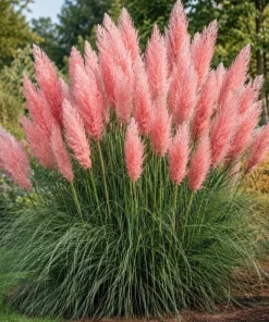 Pink Pampas Grass Live Plant 4-6 Inch Tall – Ornamental Outdoor Grass - Image 1