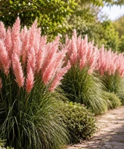 Pink Pampas Grass Live Plant 4-6 Inch Tall – Ornamental Outdoor Grass - Image 2