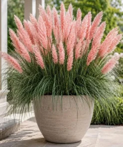 Pink Pampas Grass Live Plant 4-6 Inch Tall – Ornamental Outdoor Grass - Image 3