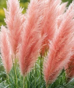 Pink Pampas Grass Live Plant 4-6 Inch Tall – Ornamental Outdoor Grass - Image 4