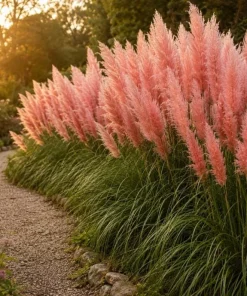 Pink Pampas Grass Live Plant 4-6 Inch Tall – Ornamental Outdoor Grass - Image 5