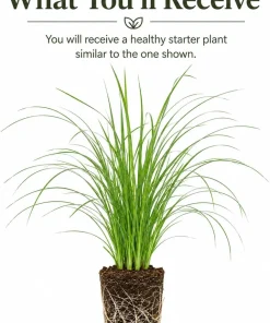 Pink Pampas Grass Live Plant – Perennial Grass, Outdoor, 4-8 Inch Tall - Image 2