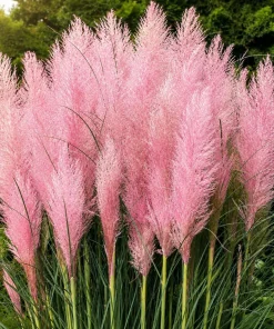 Pink Pampas Grass Live Plant – Perennial Grass, Outdoor, 4-8 Inch Tall - Image 3