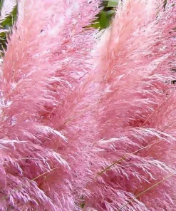Pink Pampas Grass Live Plant – Perennial Grass, Outdoor, 4-8 Inch Tall - Image 5