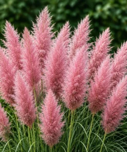 Pink Pampas Grass Live Plant – Perennial Grass, Outdoor, 4-8 Inch Tall - Image 8