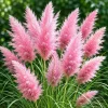 Pink Pampas Grass Live Plant – Perennial Grass, Outdoor, 4-8 Inch Tall - Image 1