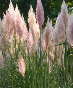 Pink Pampas Grass Seeds - 100 Seeds, Ornamental Plumes, Drought Tolerant, Outdoor - Image 2