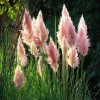Pink Pampas Grass Seeds - 100 Seeds, Ornamental Plumes, Drought Tolerant, Outdoor - Image 1