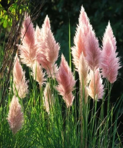 Pink Pampas Grass Seeds - 100 Seeds, Ornamental Plumes, Drought Tolerant, Outdoor - Image 1