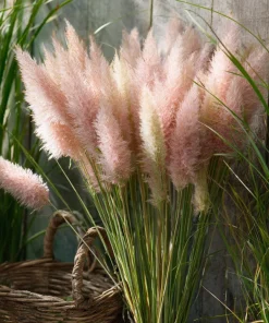 Pink Pampas Grass Seeds - 100 Seeds, Ornamental Plumes, Drought Tolerant, Outdoor - Image 3