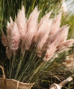 Pink Pampas Grass Seeds - 100 Seeds, Ornamental Plumes, Drought Tolerant, Outdoor - Image 4